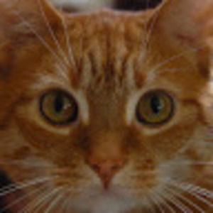 Meet your Posher, Lorraine